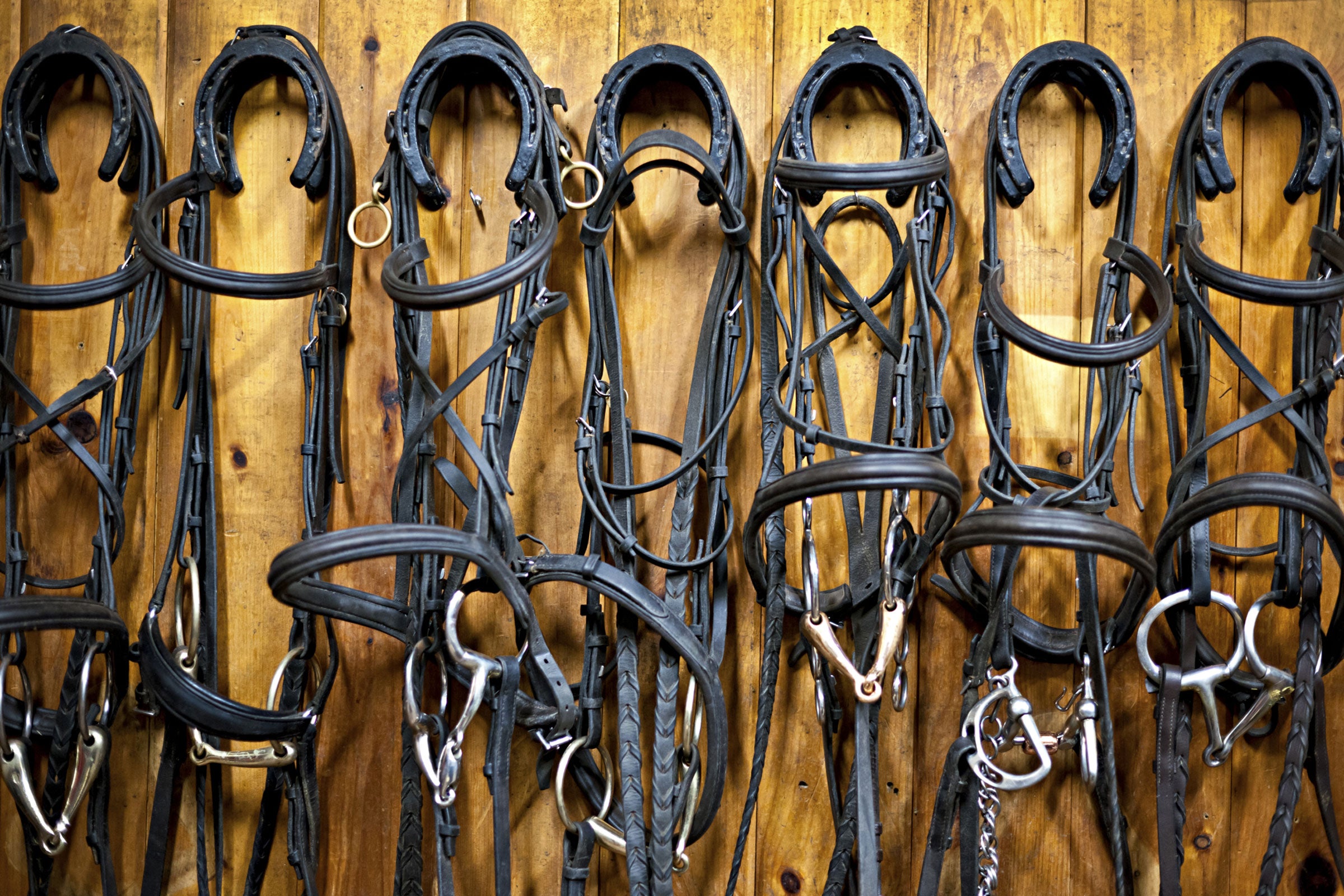 English Bridles - Little Bit Tacky