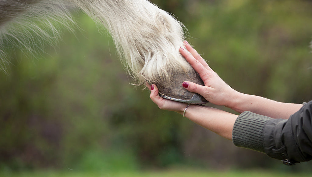 Hoof Care