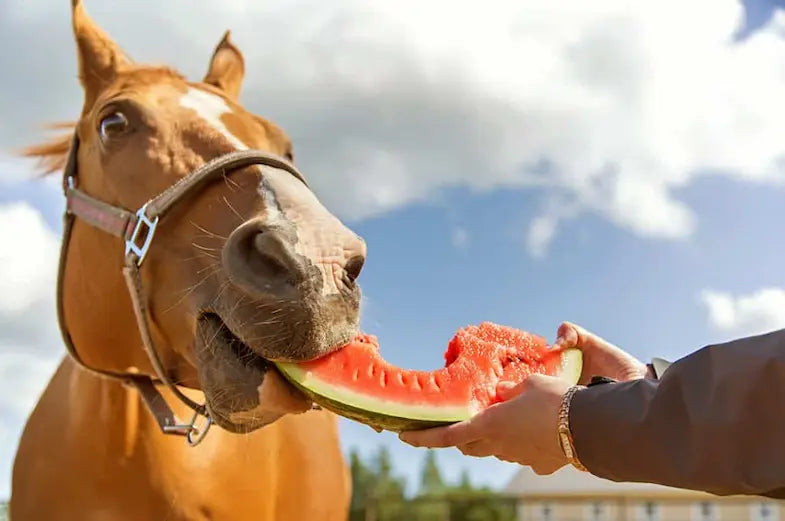 🧁All Horsey Snacks🧁