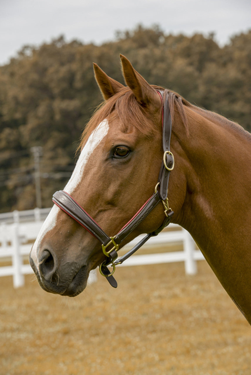 Havana & Garnet Cahill 360 Degree Padded Halter Cob