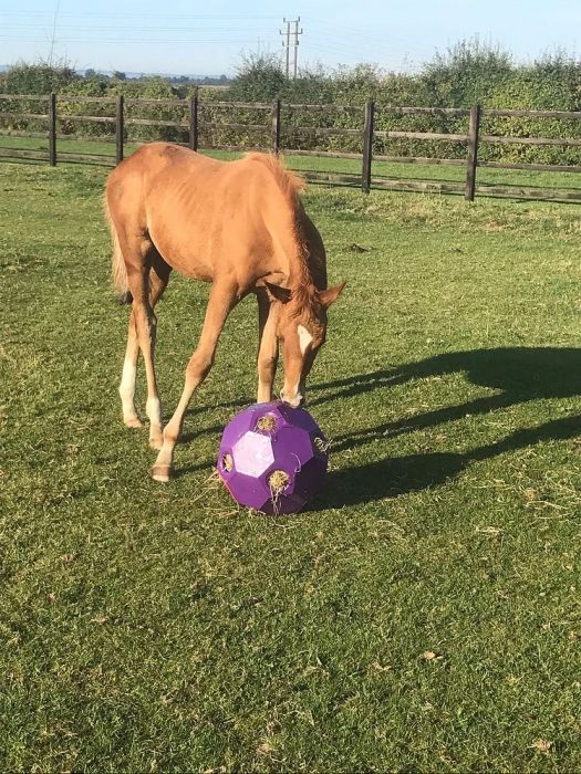 Hay & Play Ball Feeder