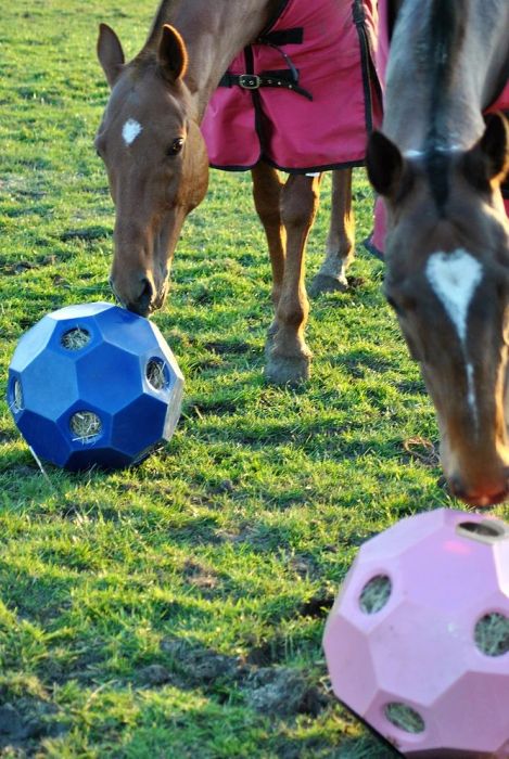 Hay & Play Ball Feeder