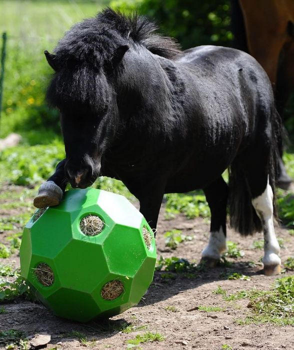 Hay & Play Ball Feeder