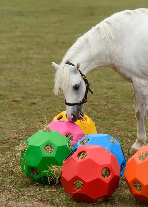 Hay & Play Ball Feeder