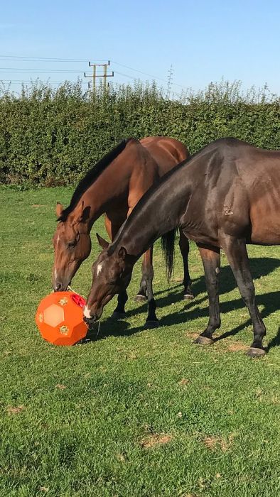 Hay & Play Ball Feeder