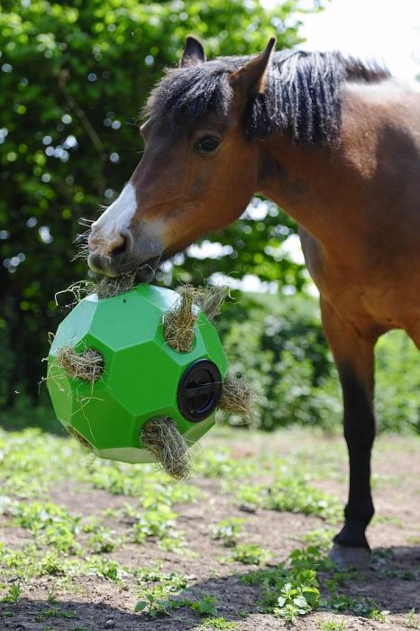 Hay & Play Ball Feeder