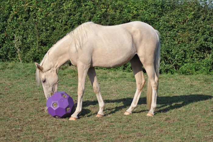 Hay & Play Ball Feeder