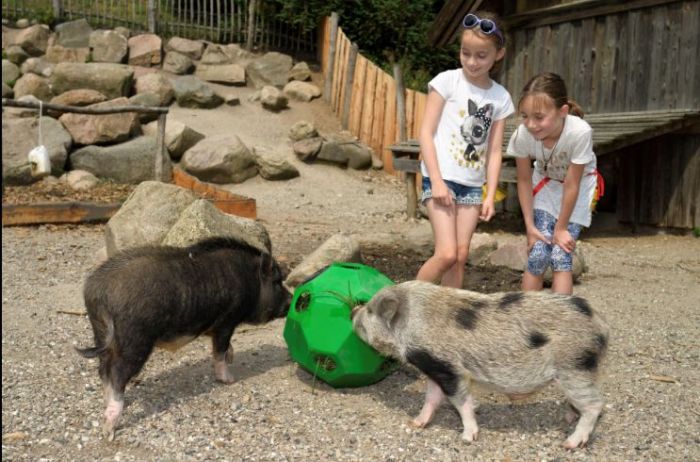 Hay & Play Ball Feeder