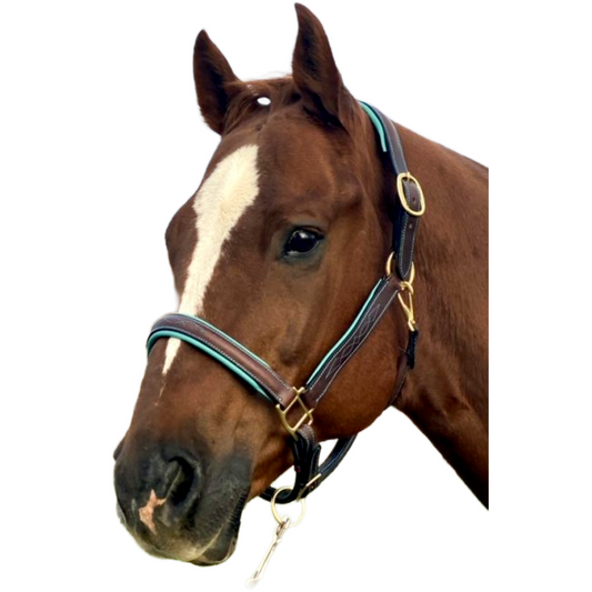Fancy Stitch & Turquoise Padded Leather Halter | Havana