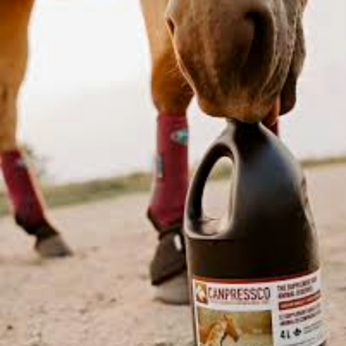 Canpressco Camelina Oil | 4L