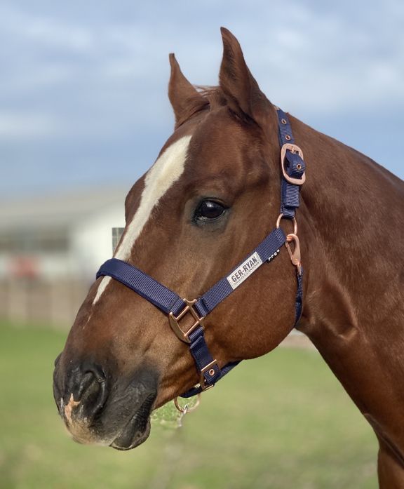 Navy & Rose Gold Padded Nylon Halter XFull