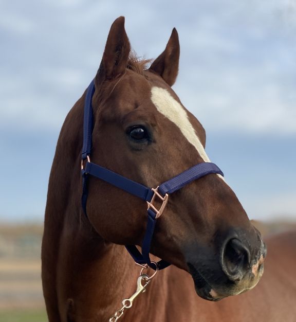 Navy & Rose Gold Padded Nylon Halter XFull