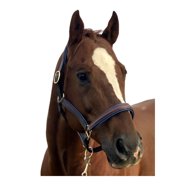Warmblood / XFull Fancy Stitched Padded Leather Halter ~ Dusted Sapphire
